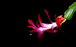 位圖 寫實(shí)花卉 植物 花朵 野花 免費(fèi)素材
