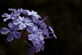 位圖 寫(xiě)實(shí)花卉 植物 花朵 蘭花 免費(fèi)素材