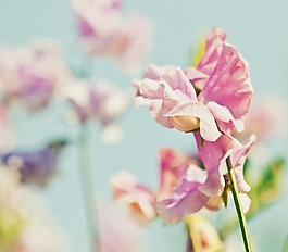 位圖 植物圖案 花朵 寫實(shí)花卉 野花 免費(fèi)素材