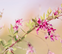 位圖 植物圖案 花朵 寫(xiě)實(shí)花卉 野花 免費(fèi)素材