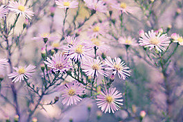 位圖 植物圖案 花朵 寫實花卉 小雛菊 免費素材