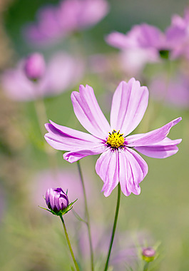 位圖 植物圖案 花朵 寫(xiě)實(shí)花卉 水仙花 免費(fèi)素材