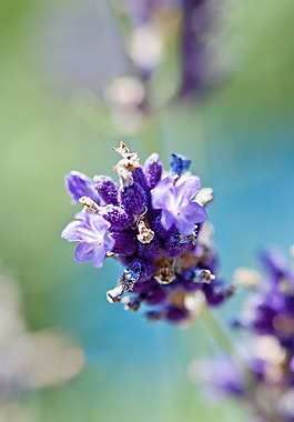 位圖 植物圖案 花朵 寫(xiě)實(shí)花卉 野花 免費(fèi)素材