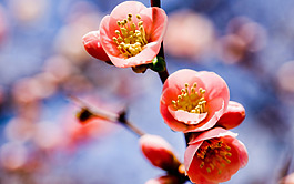 位圖 植物圖案 花朵 寫(xiě)實(shí)花卉 梅花 免費(fèi)素材