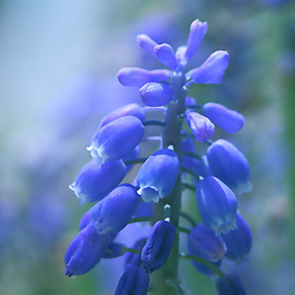 位圖 植物圖案 花朵 寫實(shí)花卉 野花 免費(fèi)素材