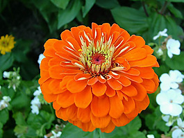位圖 植物圖案 花朵 寫實(shí)花卉 野花 免費(fèi)素材
