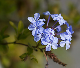 位圖 植物圖案 花朵 寫實花卉 蘭花 免費素材