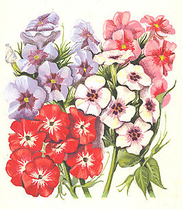位圖 寫意花卉 植物 花朵 免費素材
