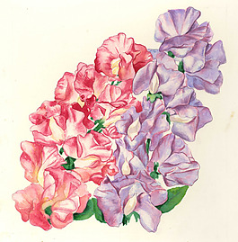 位圖 寫(xiě)意花卉 植物 花朵 免費(fèi)素材