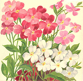 位圖 寫意花卉 植物 花朵 免費(fèi)素材