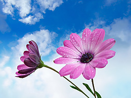 位圖 寫實(shí)花卉 植物 花朵 水仙花 免費(fèi)素材