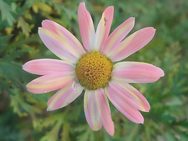 位圖 寫(xiě)實(shí)花卉 植物 花朵 菊花 免費(fèi)素材