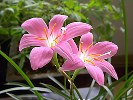 位圖 寫實花卉 植物 花朵 百合 免費素材