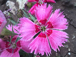 位圖 寫(xiě)實(shí)花卉 植物 花朵 野花 免費(fèi)素材