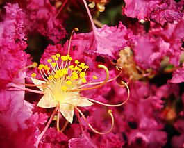 位圖 寫實(shí)花卉 植物 花朵 野花 免費(fèi)素材