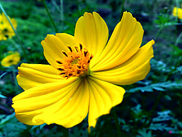 位圖 寫(xiě)實(shí)花卉 植物 花朵 野花 免費(fèi)素材