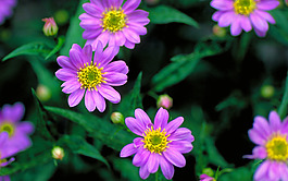 位圖 寫實(shí)花卉 植物 花朵 水仙花 免費(fèi)素材
