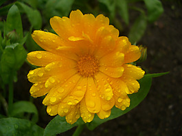 位圖 寫實花卉 植物 花朵 菊花 免費素材