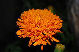 位圖 寫實花卉 植物 花朵 菊花 免費素材