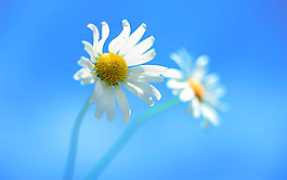 位圖 寫(xiě)實(shí)花卉 植物 花朵 菊花 免費(fèi)素材