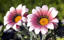 位圖 寫實(shí)花卉 植物 花朵 水仙花 免費(fèi)素材