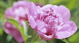 位圖 植物圖案 花朵 寫實(shí)花卉 野花 免費(fèi)素材