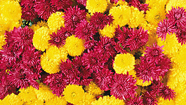 位圖 植物圖案 花朵 寫(xiě)實(shí)花卉 菊花 免費(fèi)素材