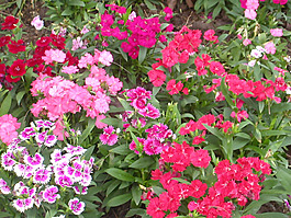 位圖 植物圖案 花朵 寫實(shí)花卉 野花 免費(fèi)素材
