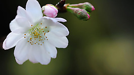 位圖 植物圖案 花朵 寫實花卉 野花 免費素材