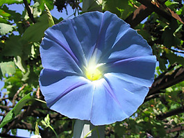 位圖 植物圖案 花朵 寫實(shí)花卉 喇叭花 免費(fèi)素材