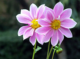 位圖 植物圖案 花朵 寫實花卉 水仙花 免費素材