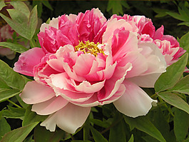 位圖 植物圖案 花朵 寫實花卉 月季 免費素材