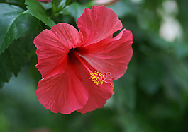 位圖 植物圖案 花朵 寫(xiě)實(shí)花卉 牽?；?免費(fèi)素材