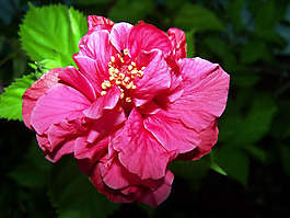位圖 植物圖案 花朵 寫(xiě)實(shí)花卉 野花 免費(fèi)素材