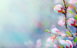 位圖 寫(xiě)實(shí)花卉 植物 花朵 梅花 免費(fèi)素材