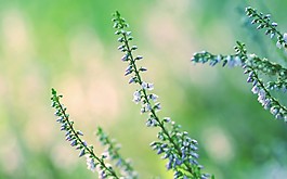 位圖 寫實(shí)花卉 植物 花朵 野花 免費(fèi)素材