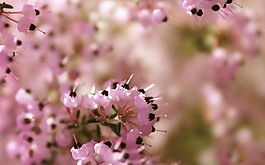 位圖 寫(xiě)實(shí)花卉 植物 花朵 野花 免費(fèi)素材