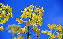 位圖 寫實(shí)花卉 植物 花朵 野花 免費(fèi)素材