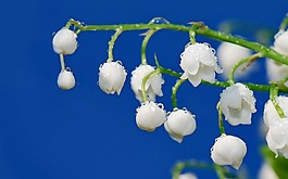 位圖 寫實(shí)花卉 植物 花朵 小桃花 免費(fèi)素材