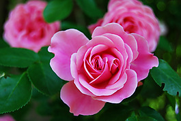位圖 寫(xiě)實(shí)花卉 植物 花朵 牡丹 免費(fèi)素材