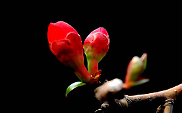 位圖 寫實(shí)花卉 植物 花朵 野花 免費(fèi)素材