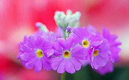 位圖 寫(xiě)實(shí)花卉 植物 花朵 野花 免費(fèi)素材