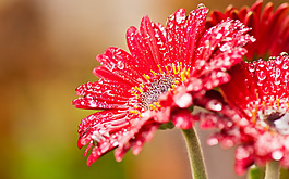 位圖 寫實花卉 植物 花朵 菊花 免費素材
