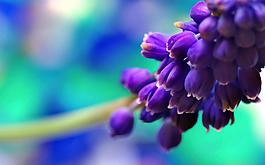 位圖 寫實(shí)花卉 植物 花朵 野花 免費(fèi)素材