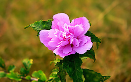 位圖 寫實(shí)花卉 植物 花朵 野花 免費(fèi)素材