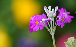 位圖 寫實(shí)花卉 植物 花朵 野花 免費(fèi)素材