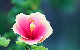 位圖 寫實(shí)花卉 植物 花朵 野花 免費(fèi)素材