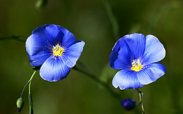 位圖 寫實(shí)花卉 植物 花朵 蘭花 免費(fèi)素材