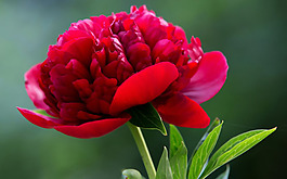 位圖 寫(xiě)實(shí)花卉 植物 花朵 野花 免費(fèi)素材