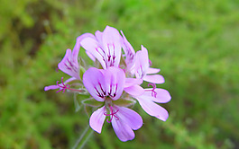 位圖 植物圖案 寫實(shí)花卉 花朵 野花 免費(fèi)素材